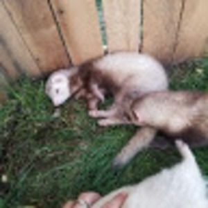 Meet your Posher, Sean